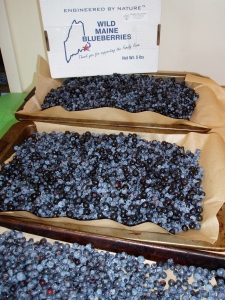 Wild blueberries ready for freezing