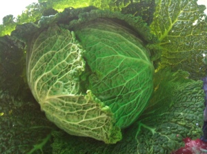 Cabbage - the rose of the vegetable garden