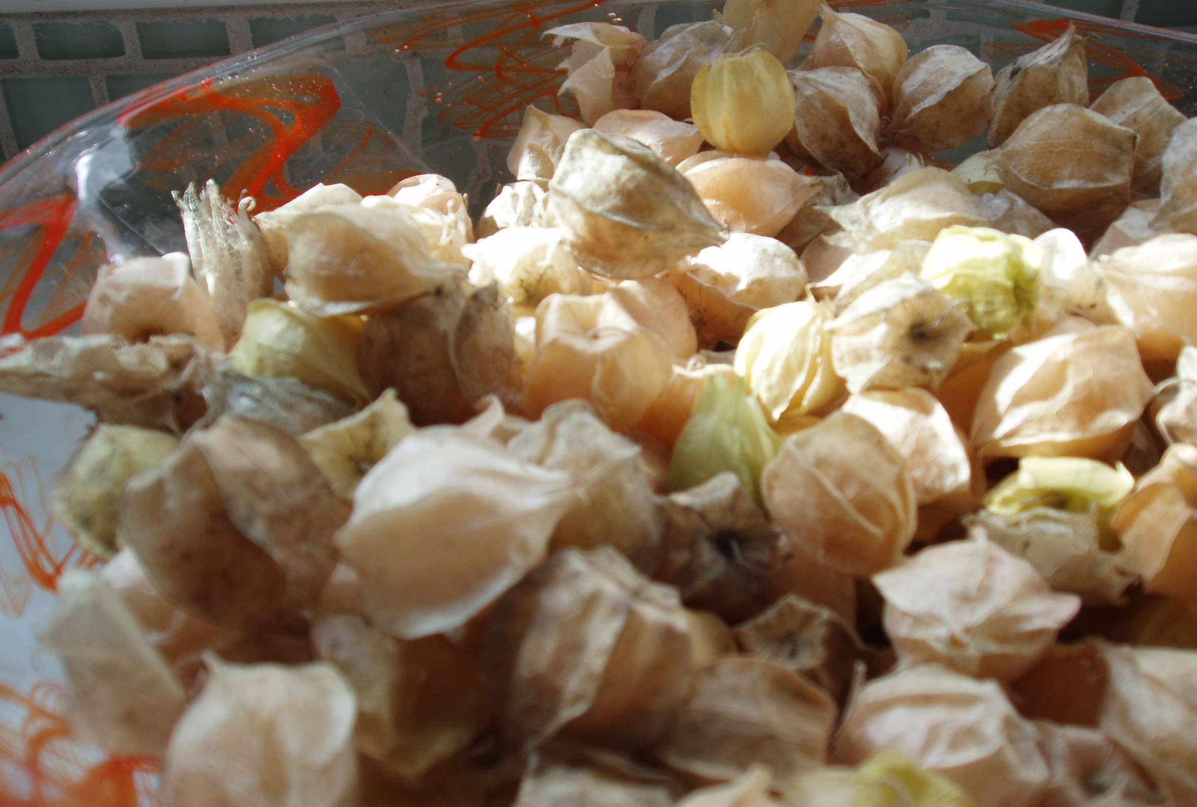 Ground Cherries - Now you see them...