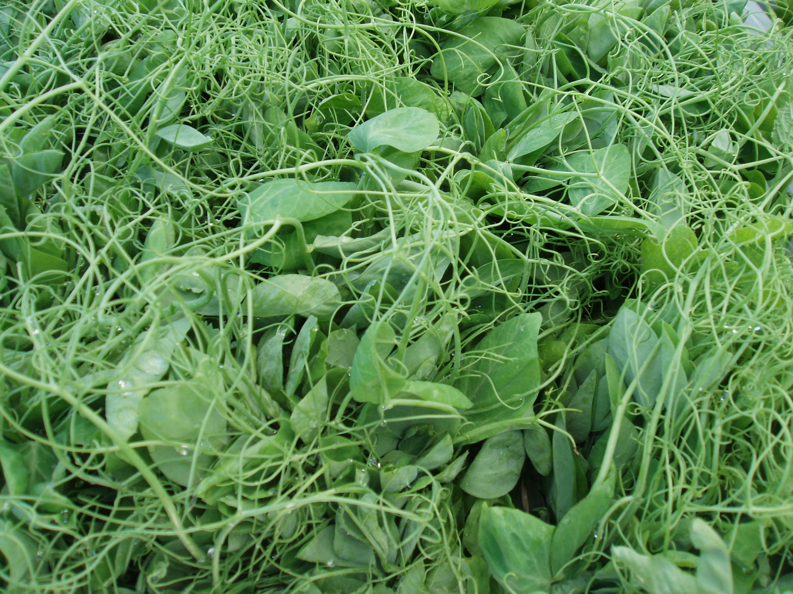 Pea Tendrils or Gorgeous Greens in 2 minutes!