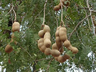 How to eat Tamarind Fruit – healthy candy